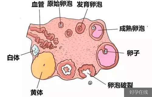 一张图看懂试管婴儿优势卵泡监测