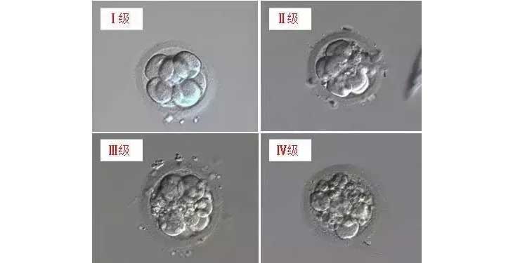 D3胚胎级别怎么分